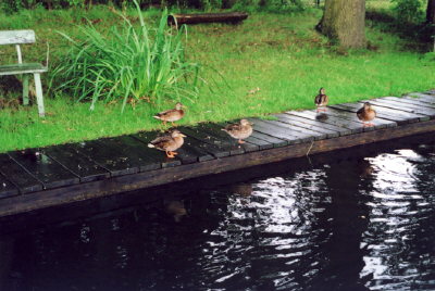 64-Petra und Dirk-Kirche-Kahnfahrt-Enten