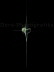 Doere-0999-Apophysis-080403-301 Kopie