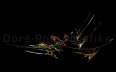 D�ere-Rippen Kopie