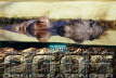Hyppo_50x75-3626x2422 Kopie