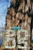 Riesen-Baum_50x75-3626x2422 Kopie