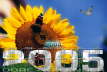 Sonnenblumen03_50x75-3626x2422 Kopie