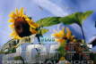 Sonnenblumen_50x75-3626x2422 Kopie