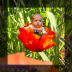 baby-tom-in-Monblume