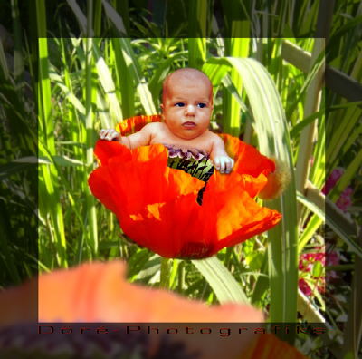 baby-tom-in-Monblume