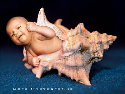 baby-tom-muschel