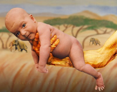 baby-tom